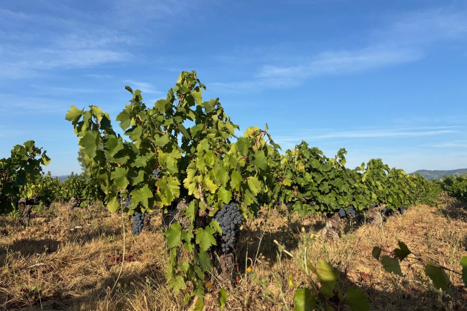 Viñas Viejas