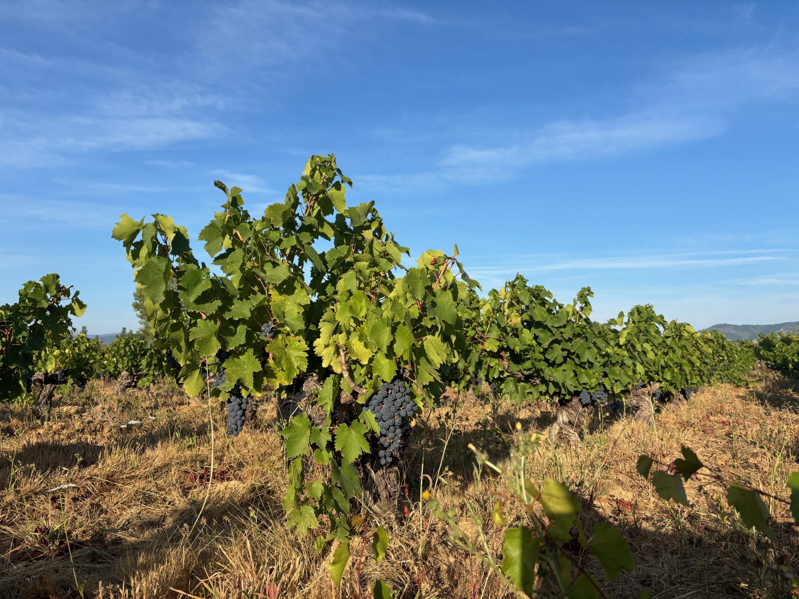 Viñas Viejas