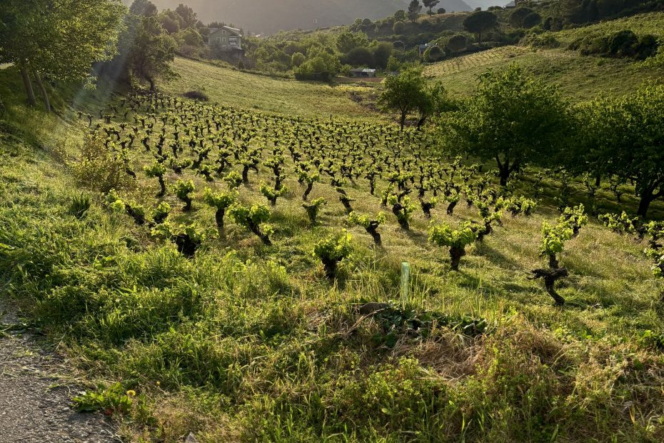 Paraje FSL