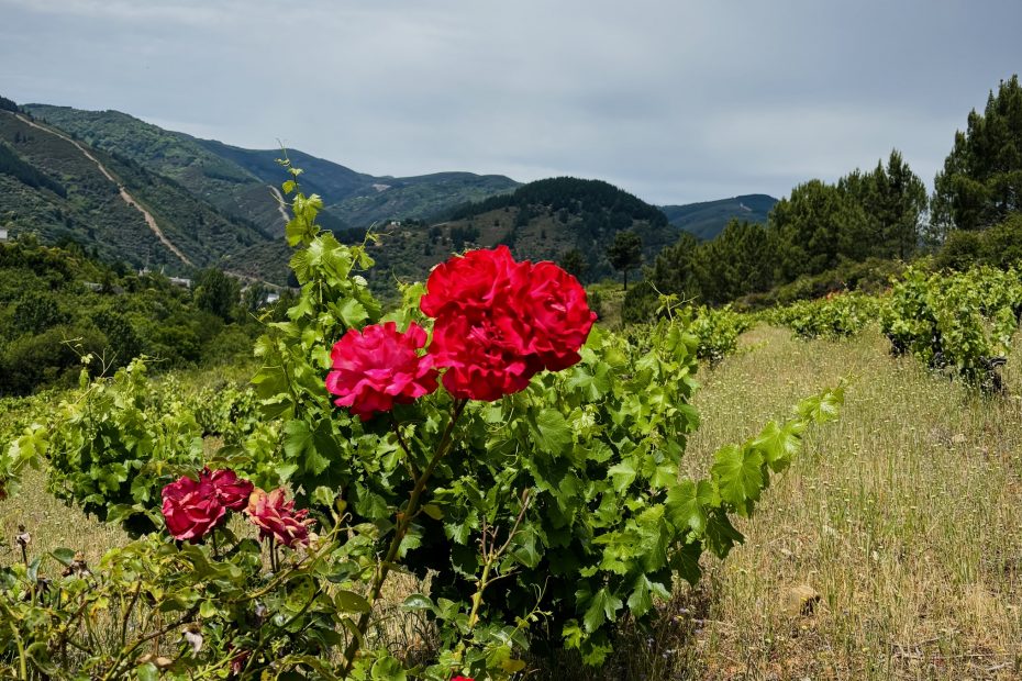 Primavera 2026